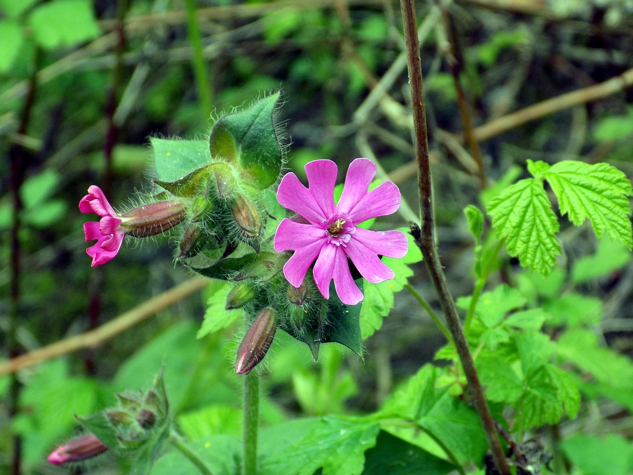 red campion red catchfly silene dioica free photo