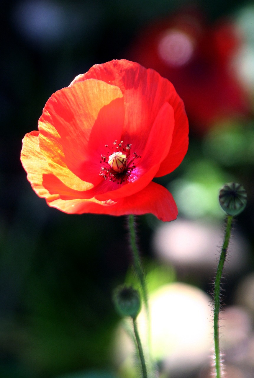 flower poppy red free photo