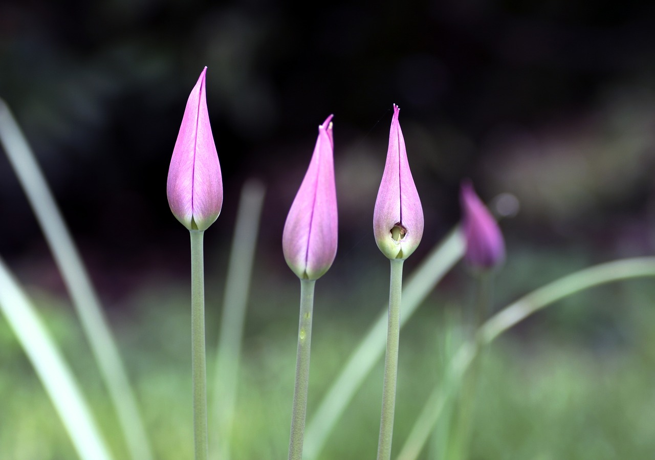 flower tulip pink free photo