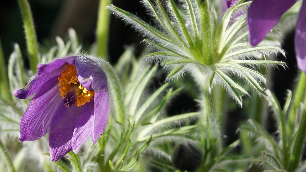 flower anemone frühjahrsblütler free photo