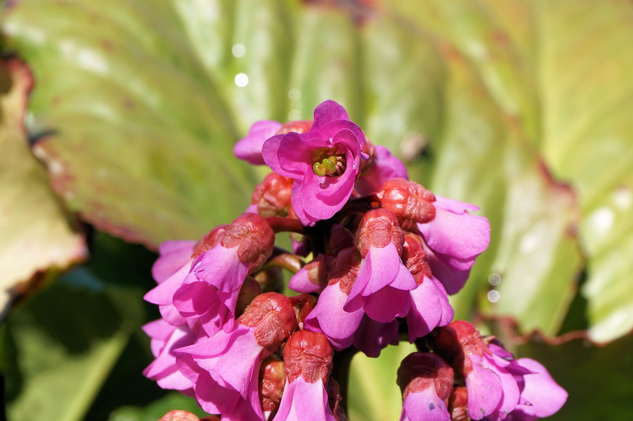 flower flowers nature free photo