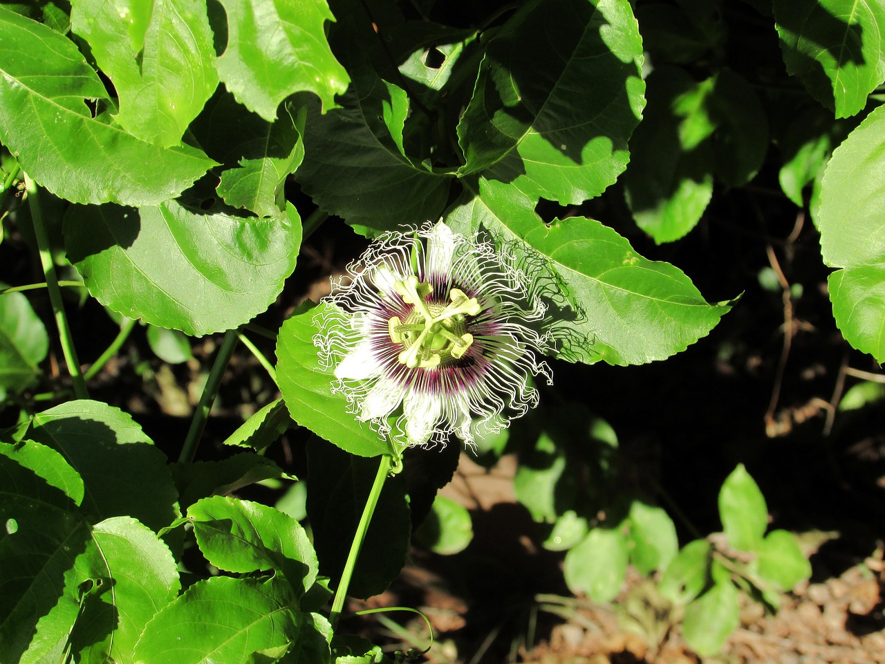 flower passion flower nature free photo