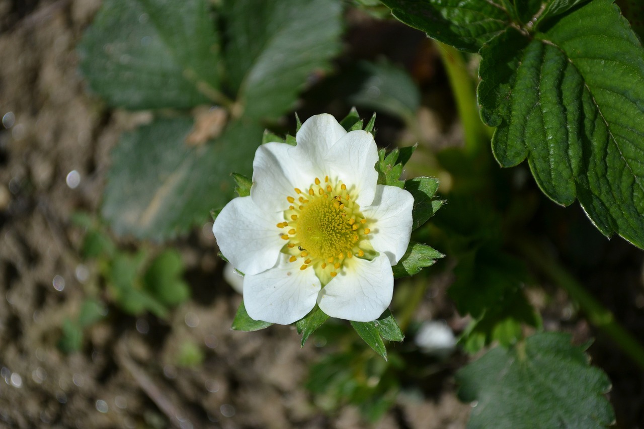 flower strawberry plant free photo