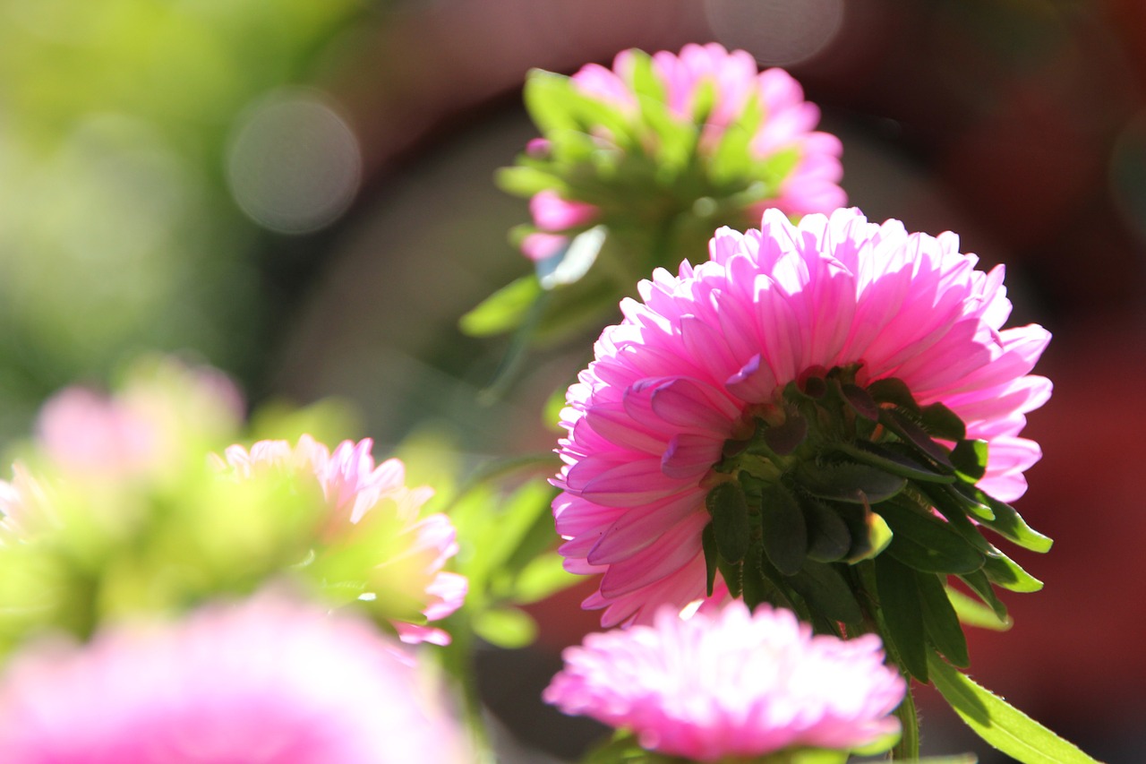 flower pink flower spring free photo