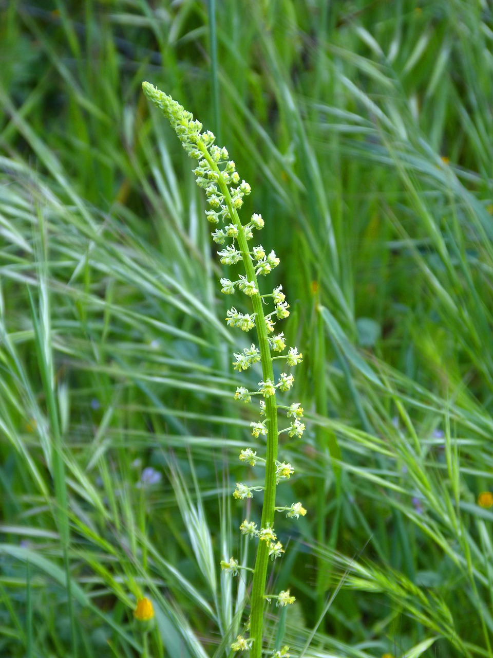 flower pastures spring free photo