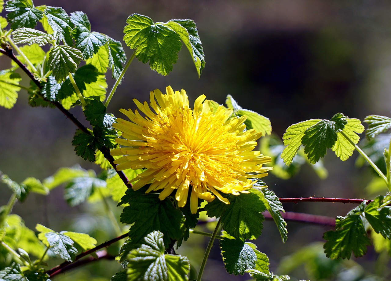 flower dandelion spring free photo