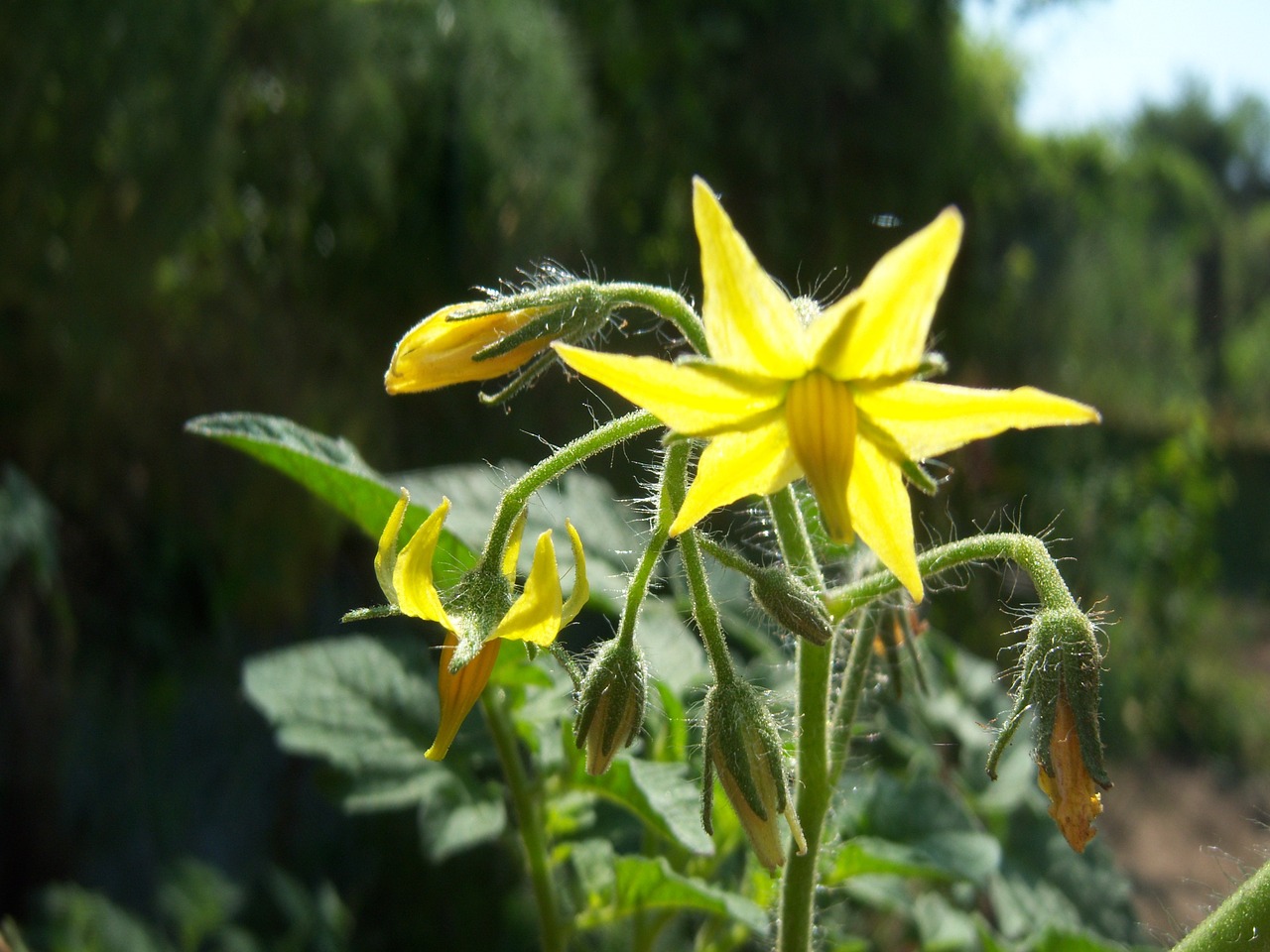 flower tomato orchard free photo