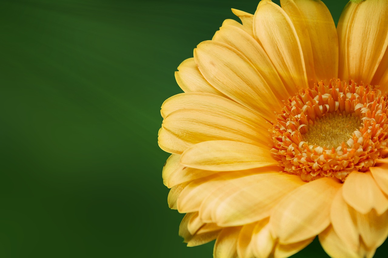 gerbera flower nature free photo