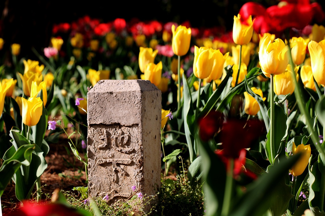 flower tulip the scenery free photo