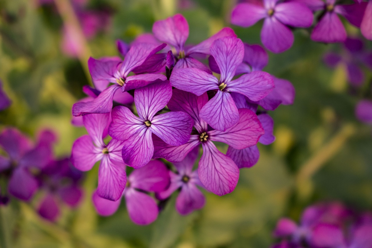flower purple spring free photo