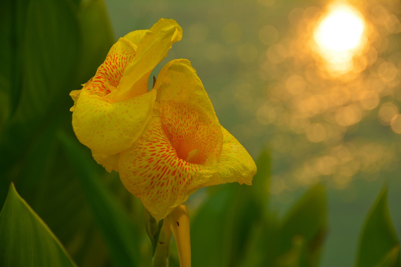 canna flower orchid free photo