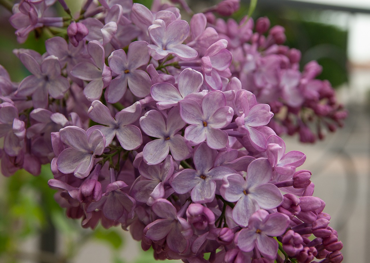 flower lilac purple free photo