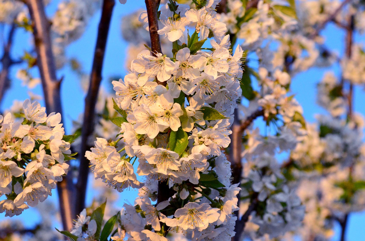 flower spring spring flowers free photo