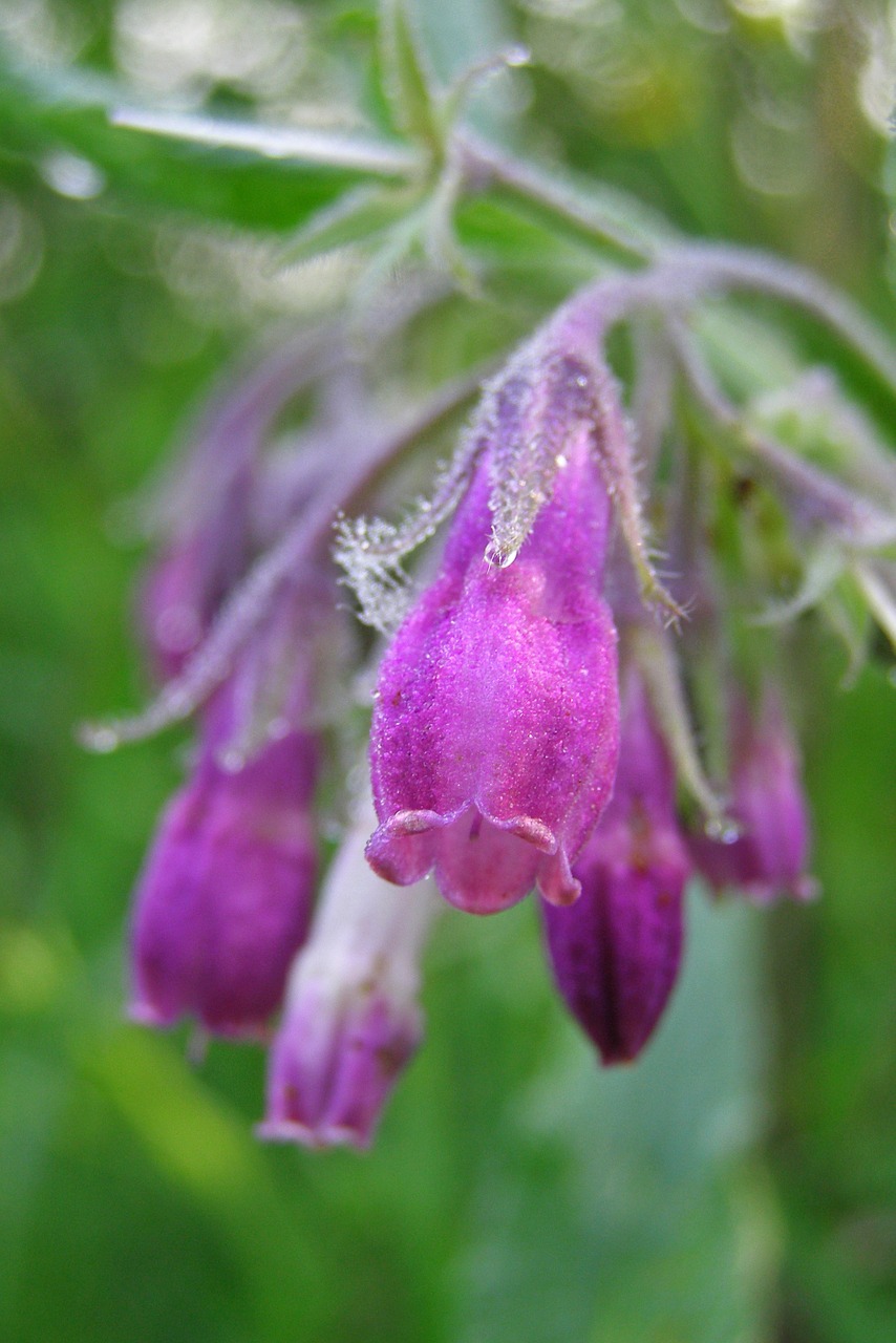 flower comfrey pink free photo