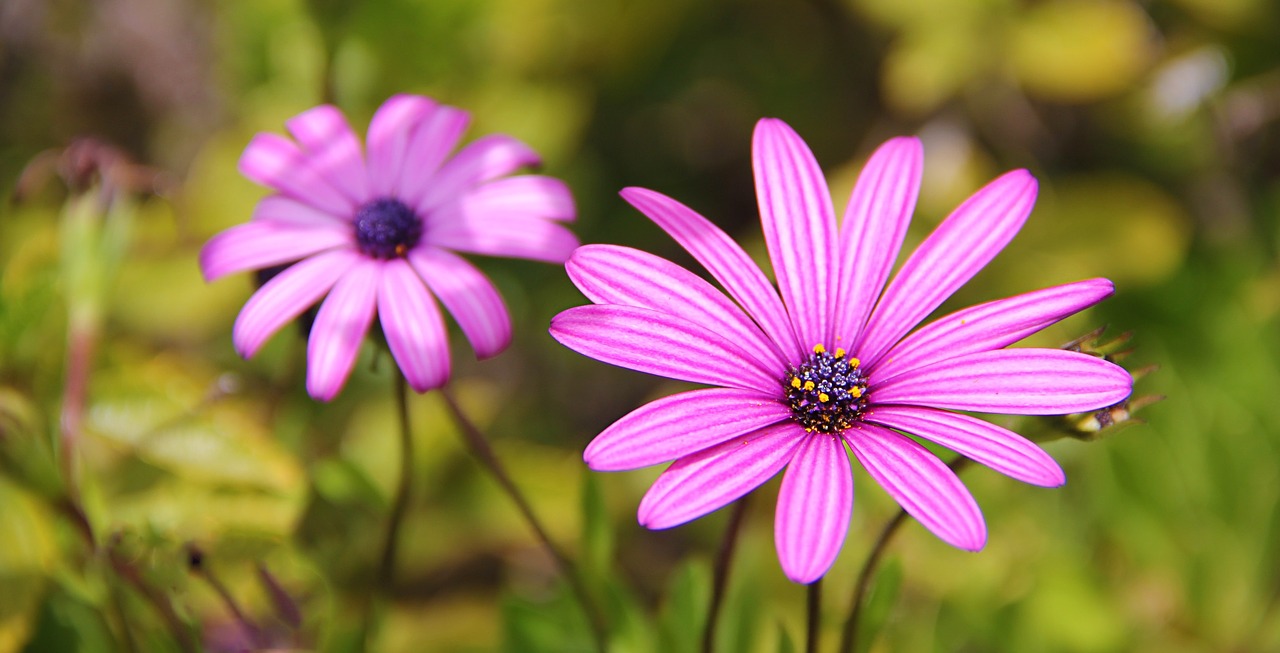 flower ice plant pink free photo