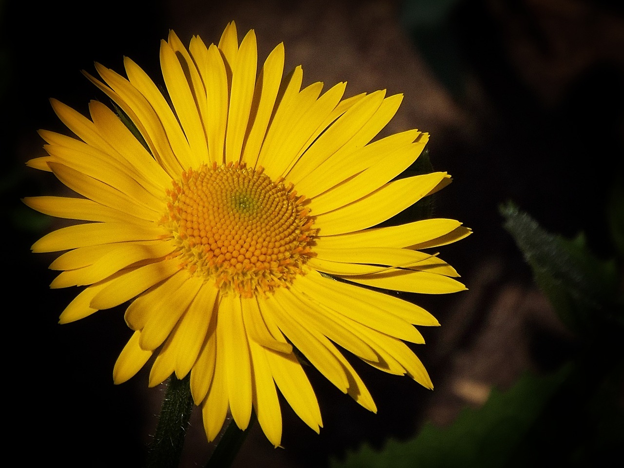 flower yellow spring free photo