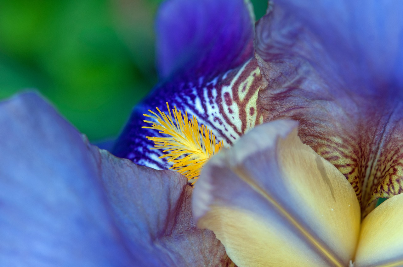 pestle iris flower free photo