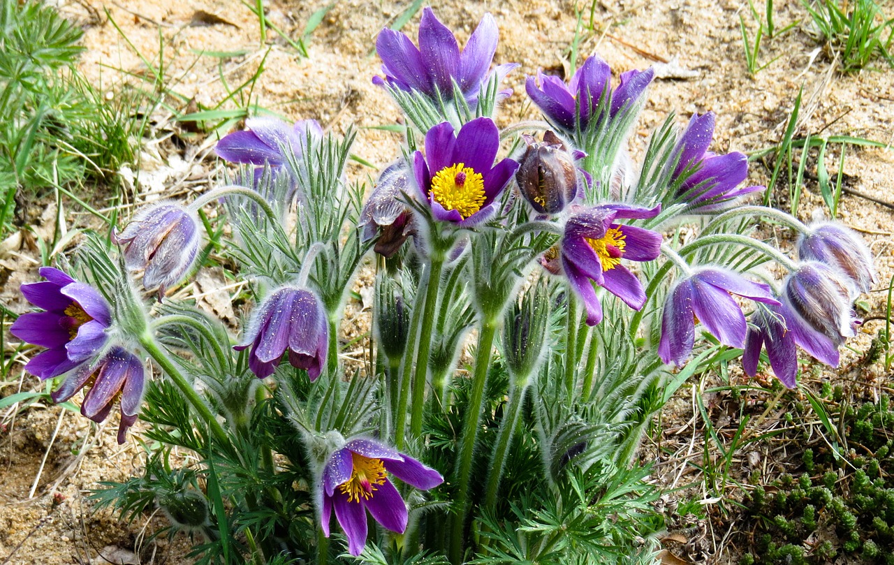 flower pasque flower sand free photo