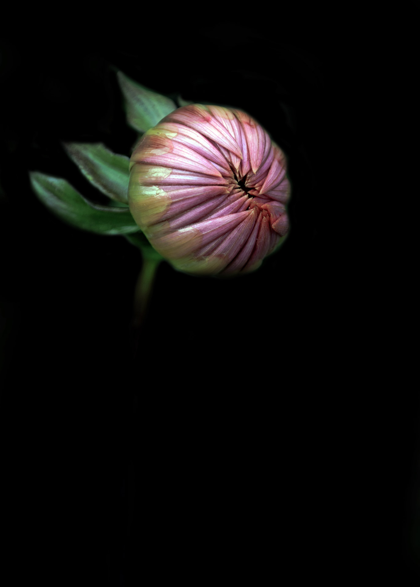 flower bud farewell free photo