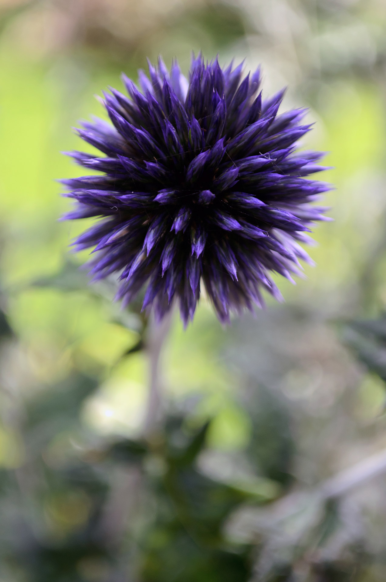 flowers flower plants free photo