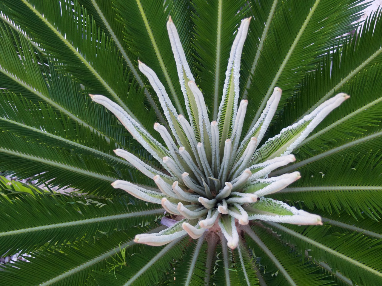 flower green plant free photo