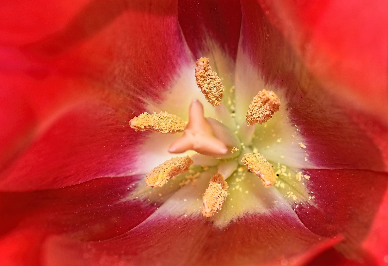 flower tulip pollen free photo