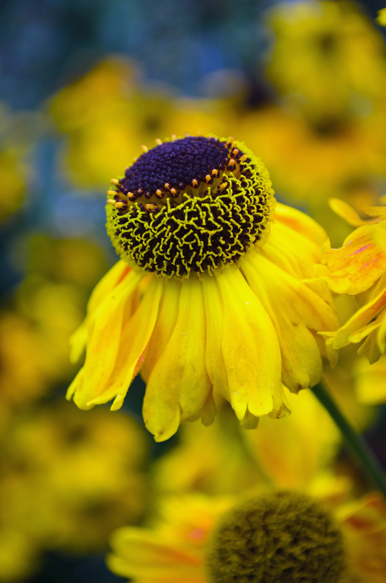 flowers flower plants free photo