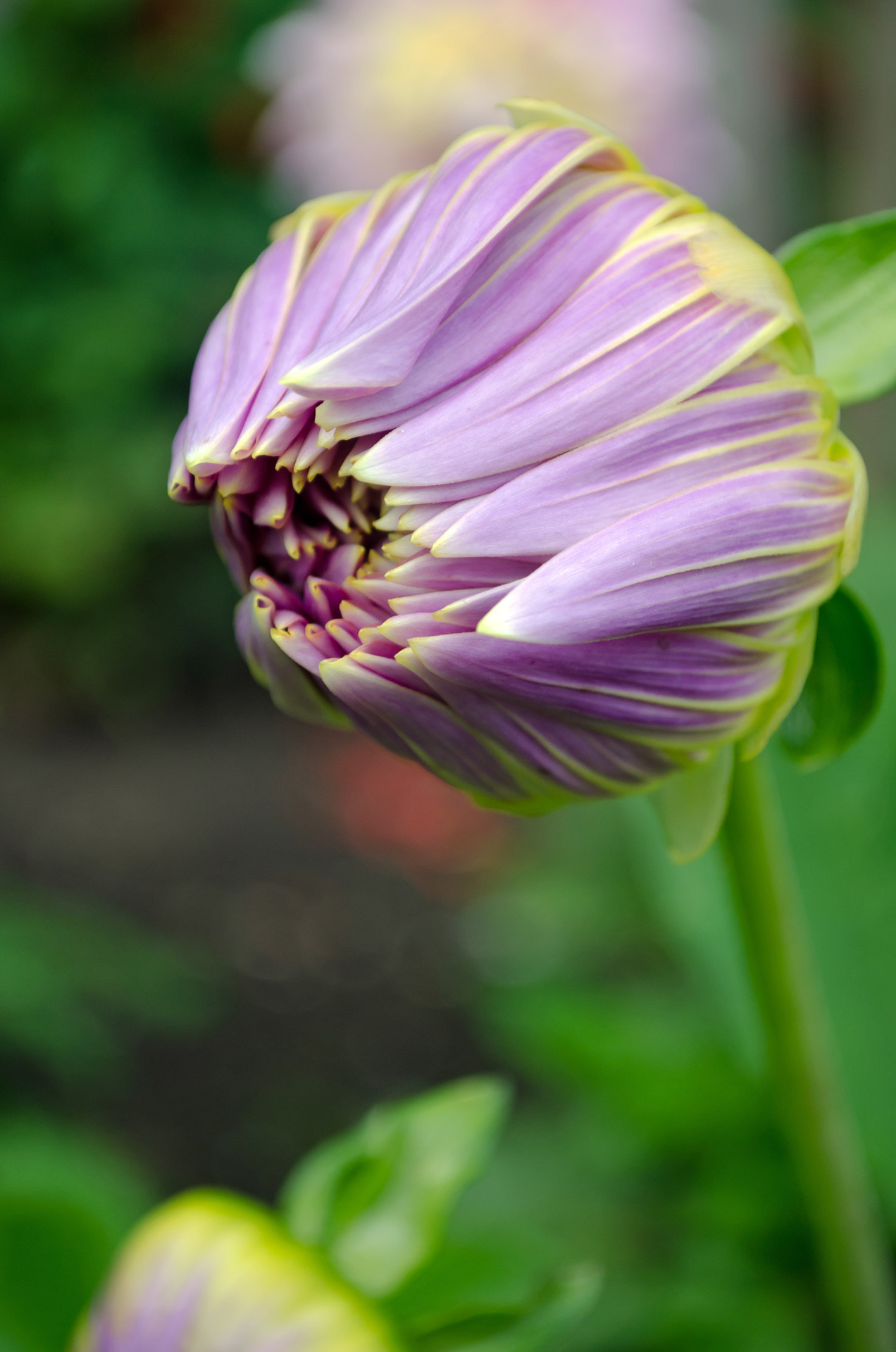 flowers flower plants free photo