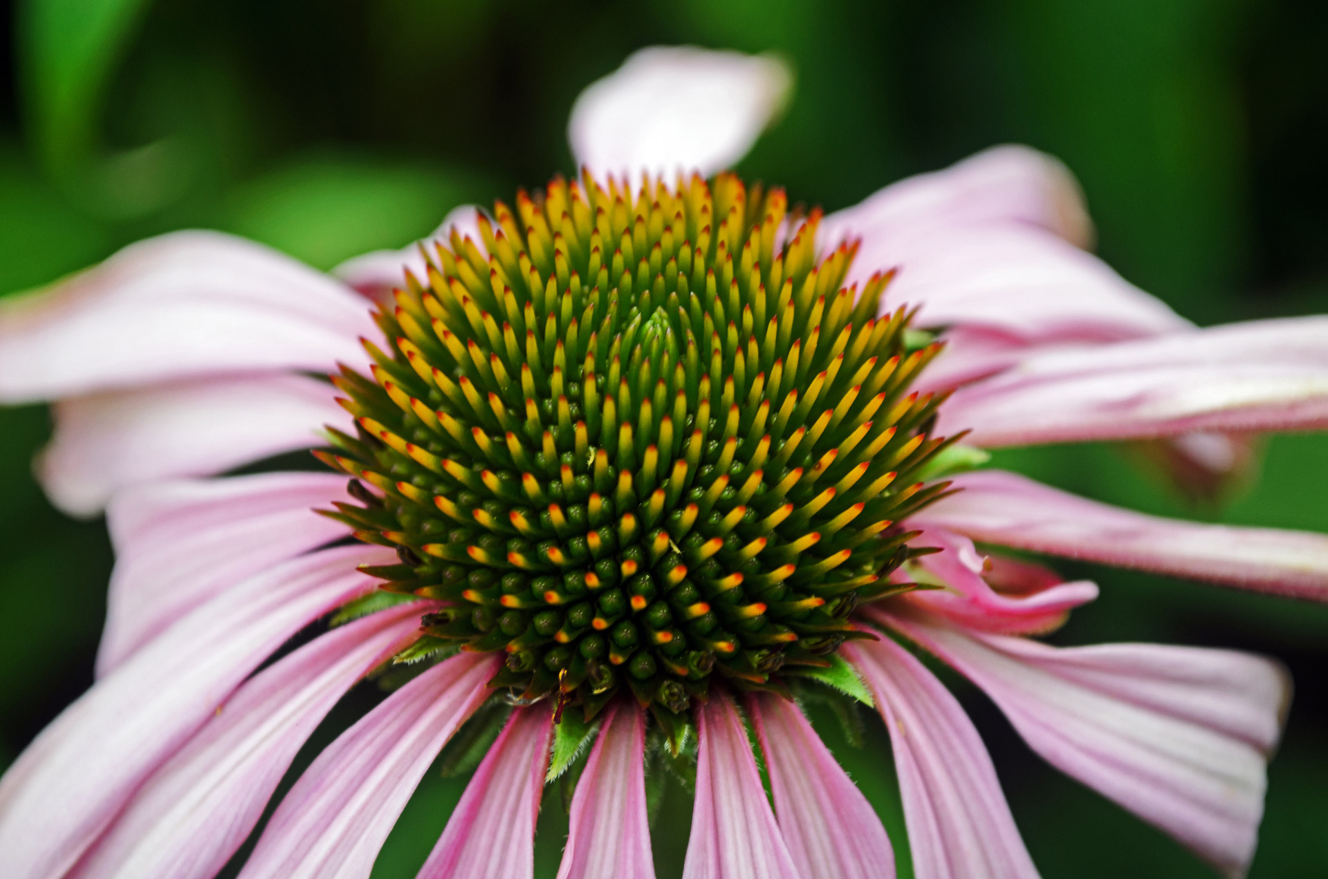 flowers flower plants free photo