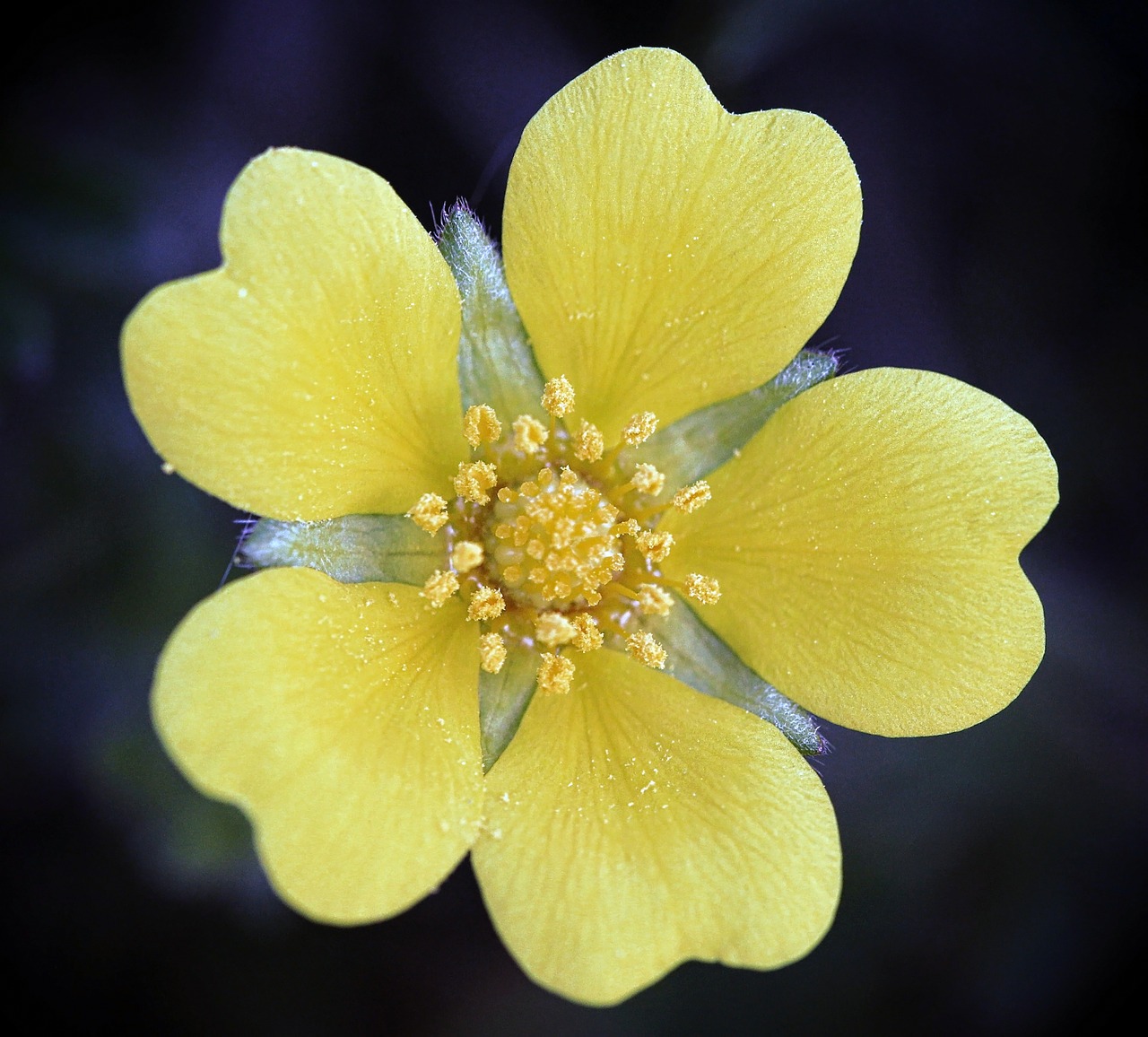 flower yellow nature free photo