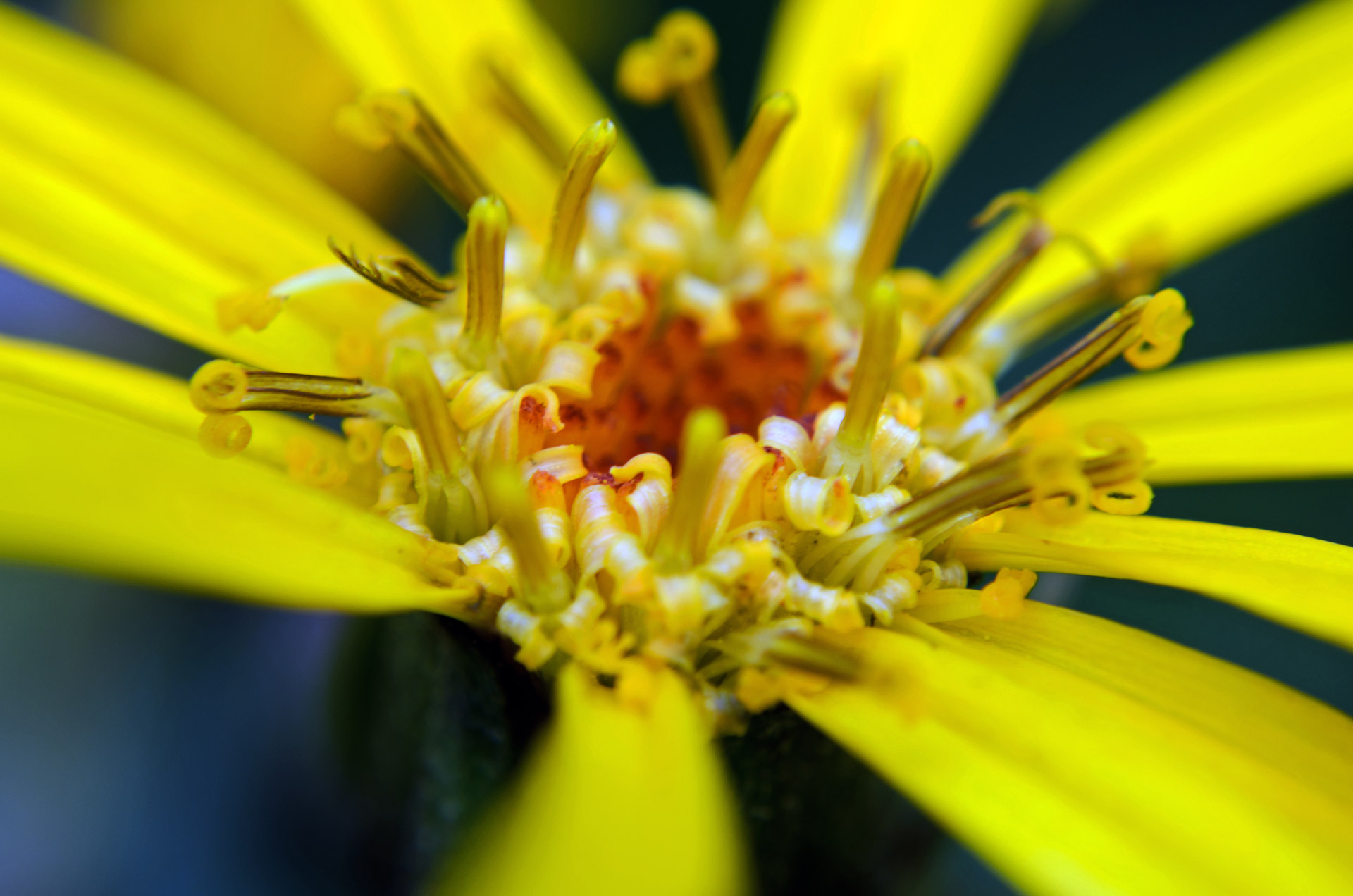 flowers flower plants free photo