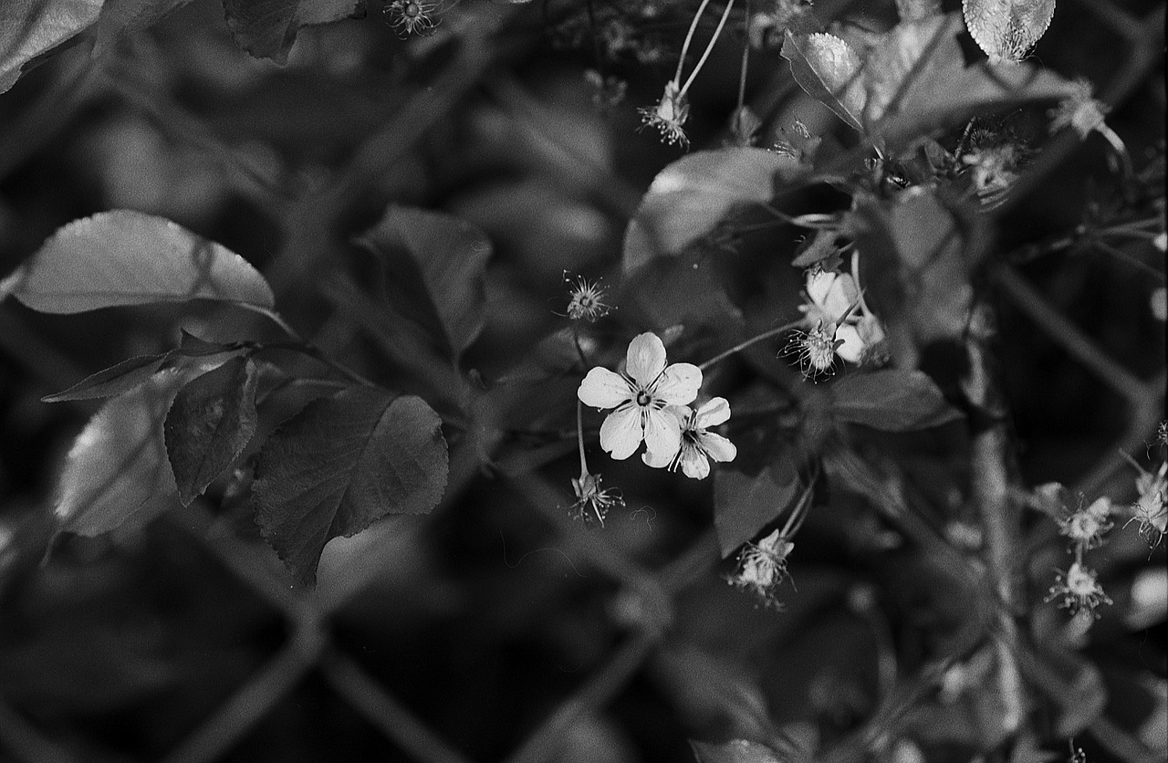 flower fence nature free photo