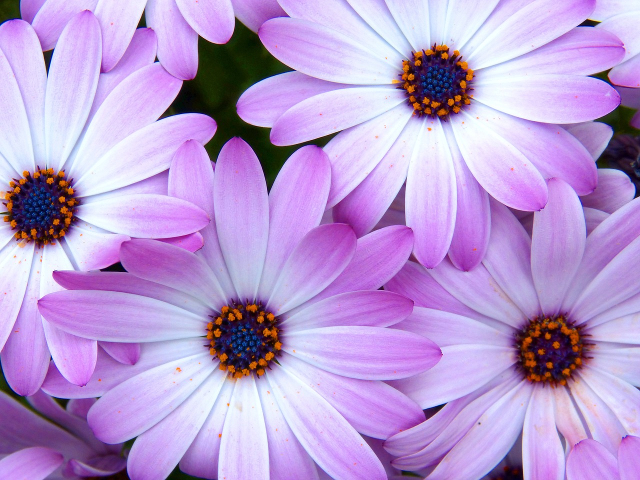 flower colorful daisy free photo