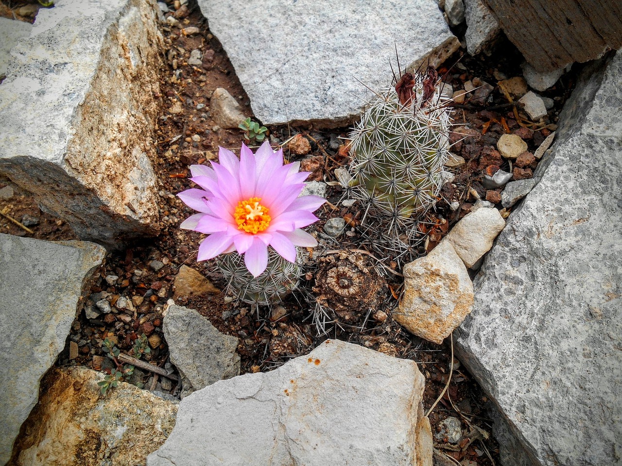 flower desert cactus free photo