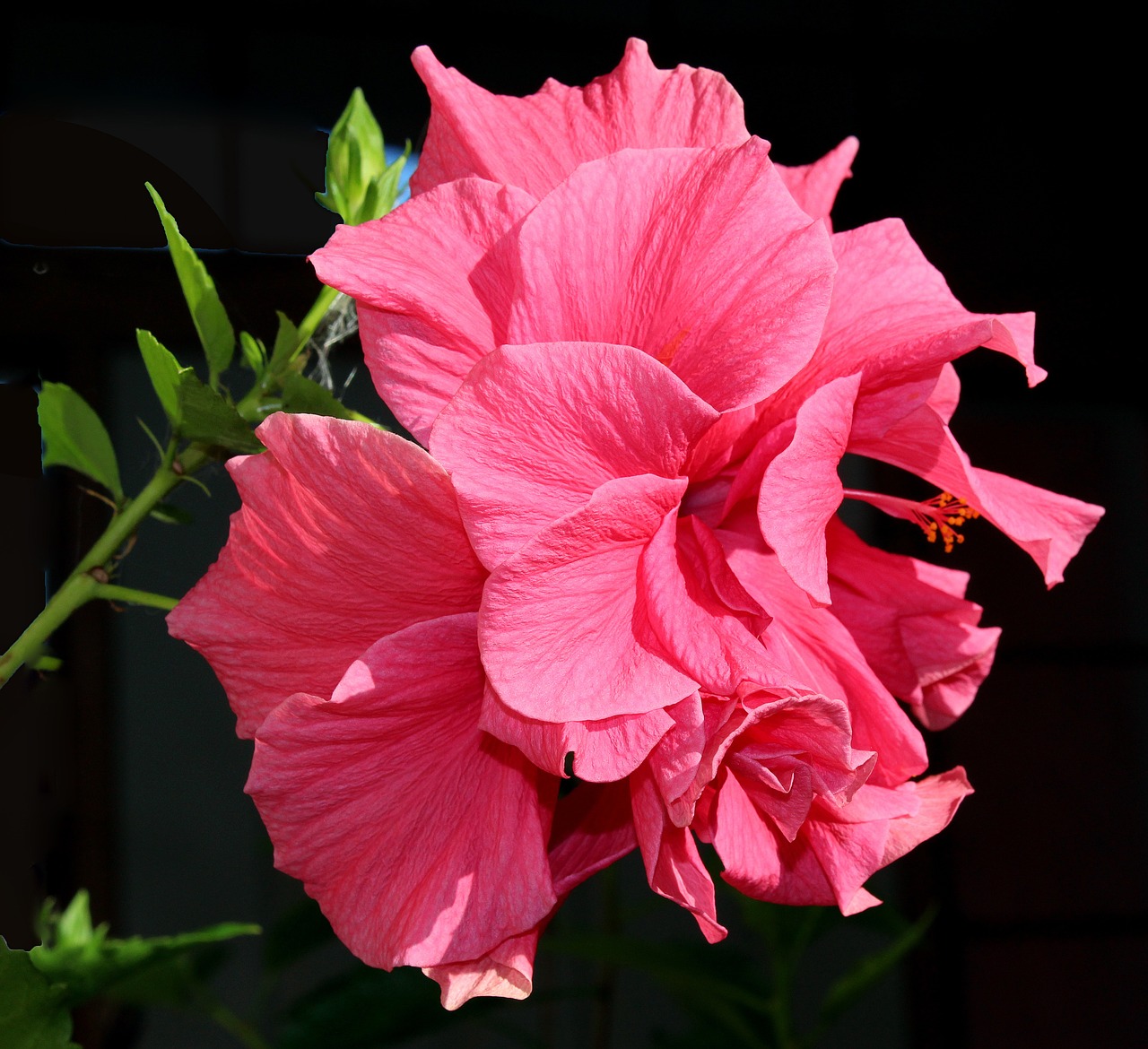 flower hibiscus pink free photo