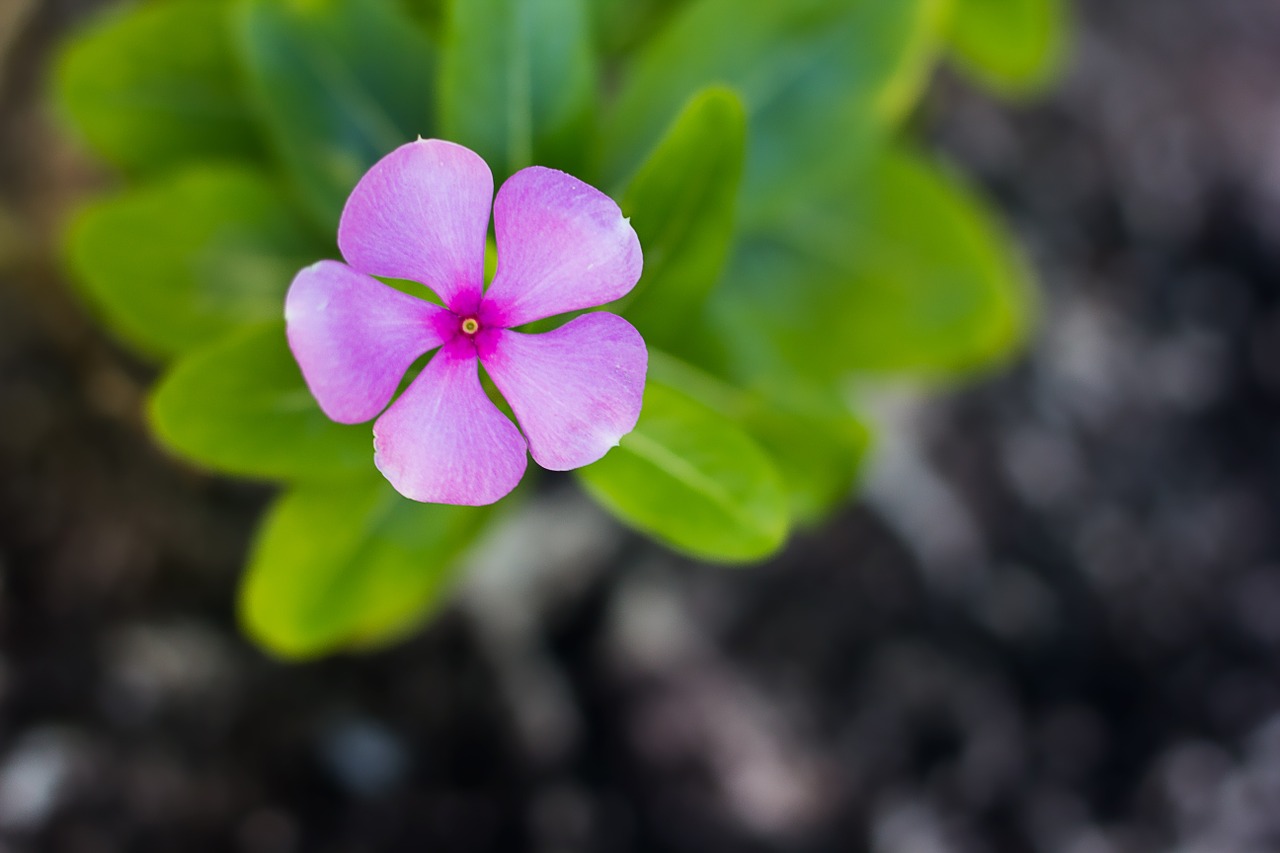 flowers green nature free photo