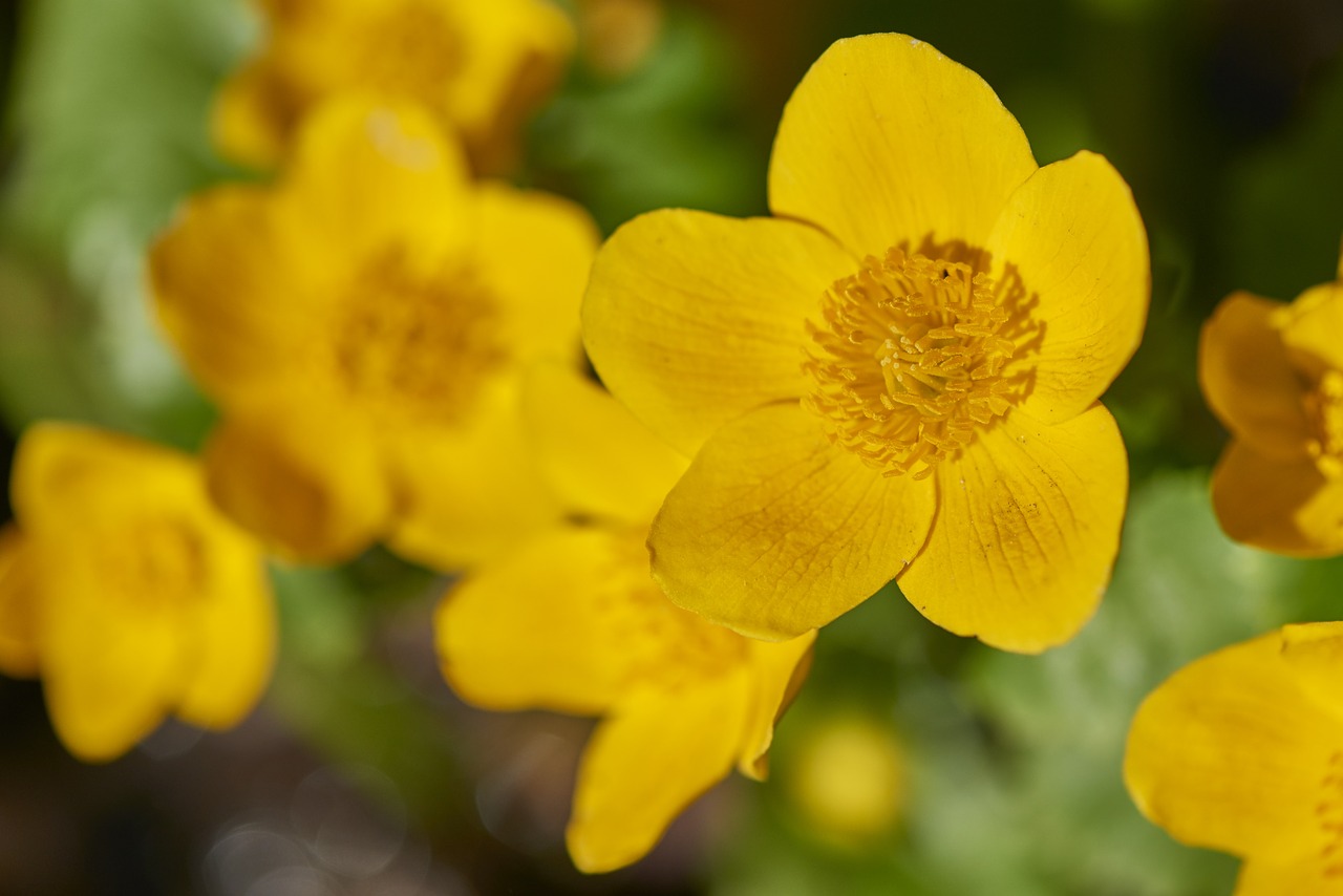 flower yellow marsh marigold free photo