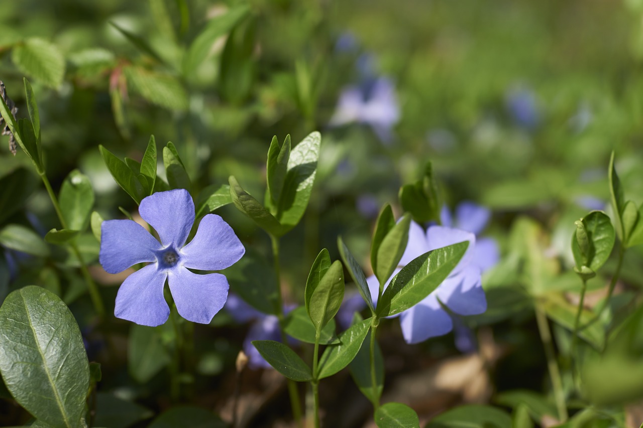 flower blue green free photo