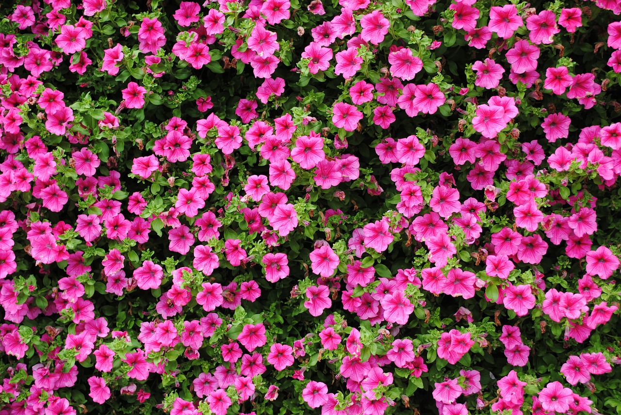 petunia pink flower free photo