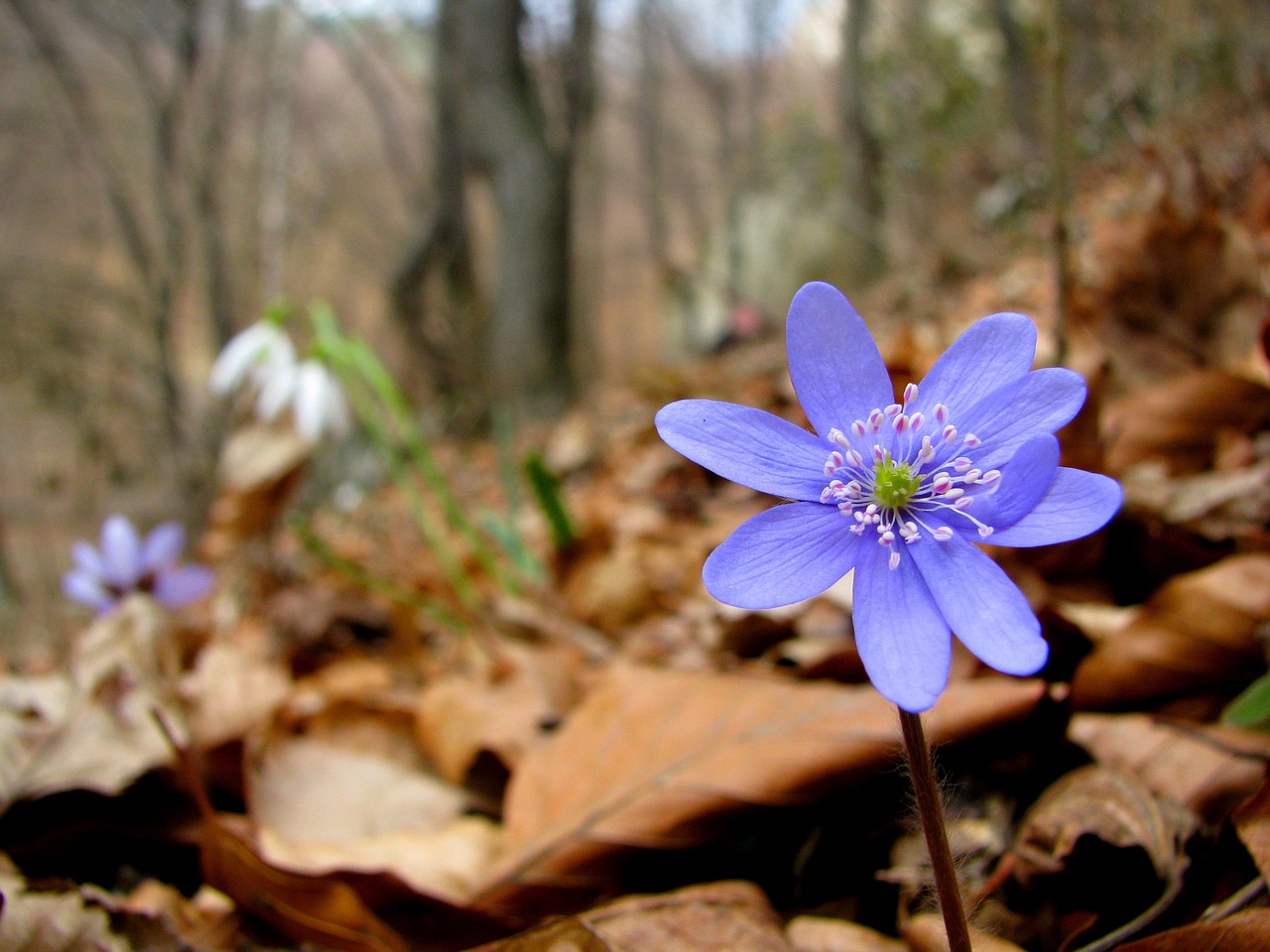 flower liverwort daisy free photo