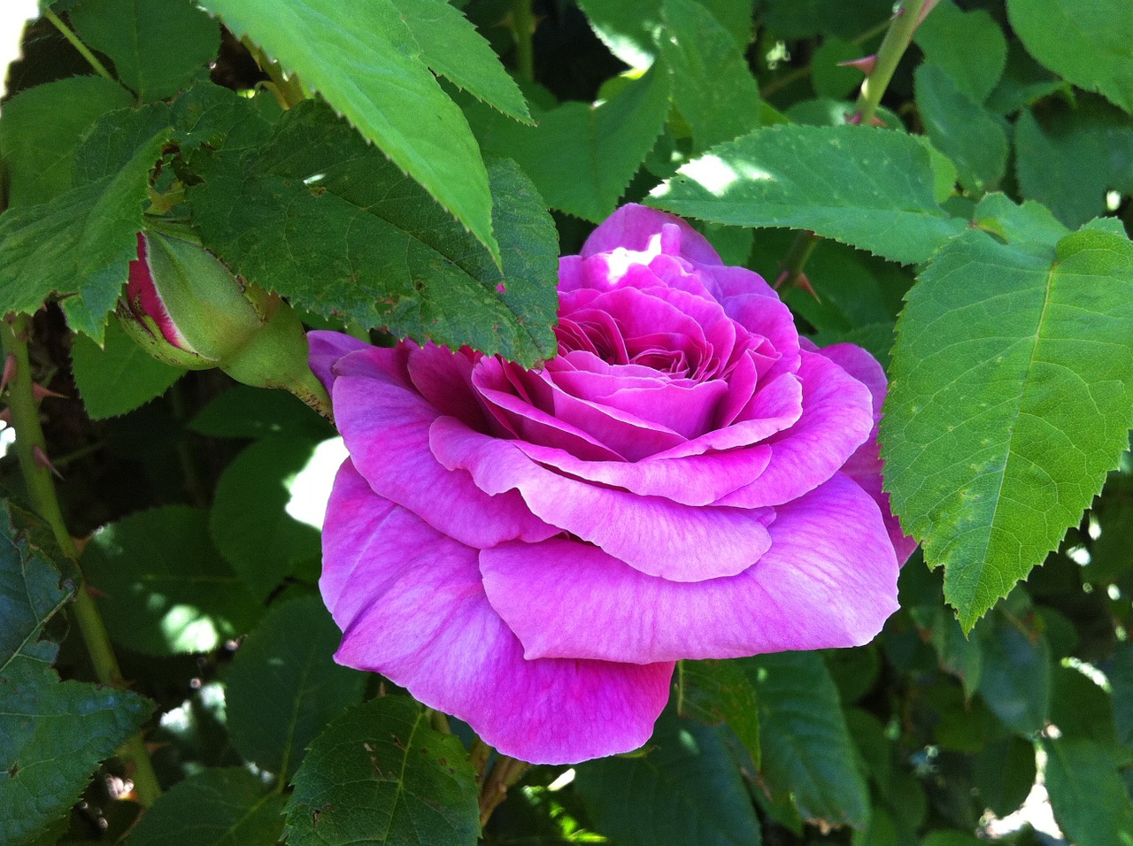 flower pink garden free photo