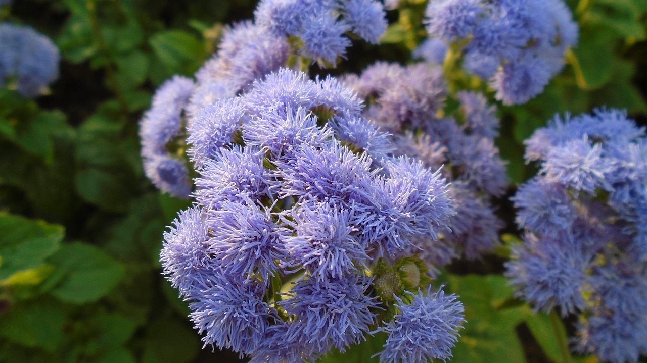 flower macro plant free photo