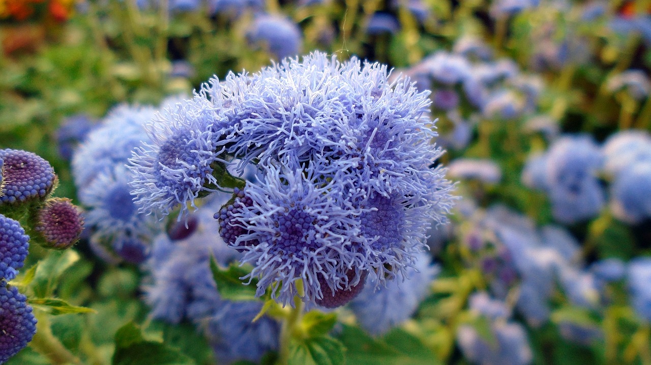 flower macro plant free photo