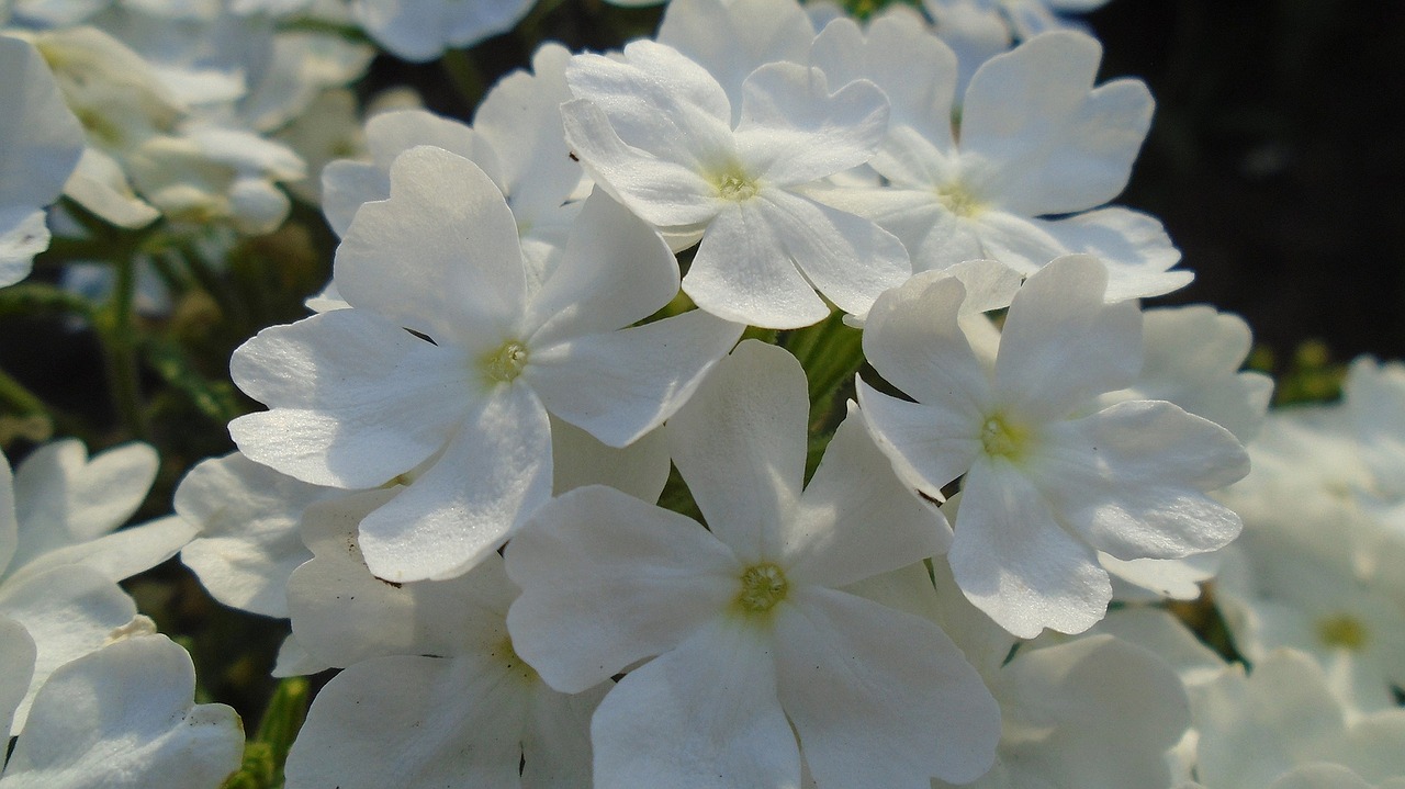 flower macro plant free photo