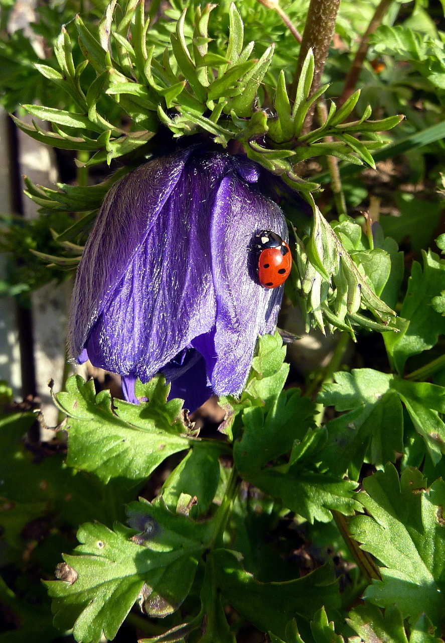 flower purple ladybug free photo