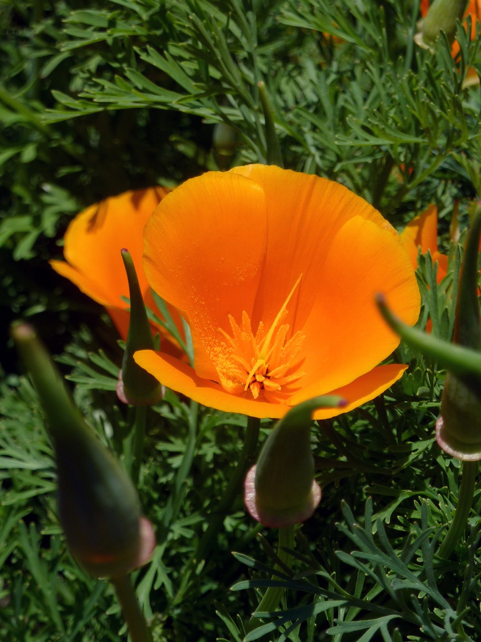 flower orange petals free photo