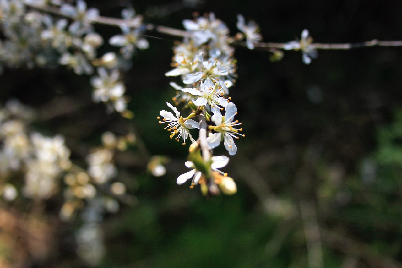 flower nature bloom free photo