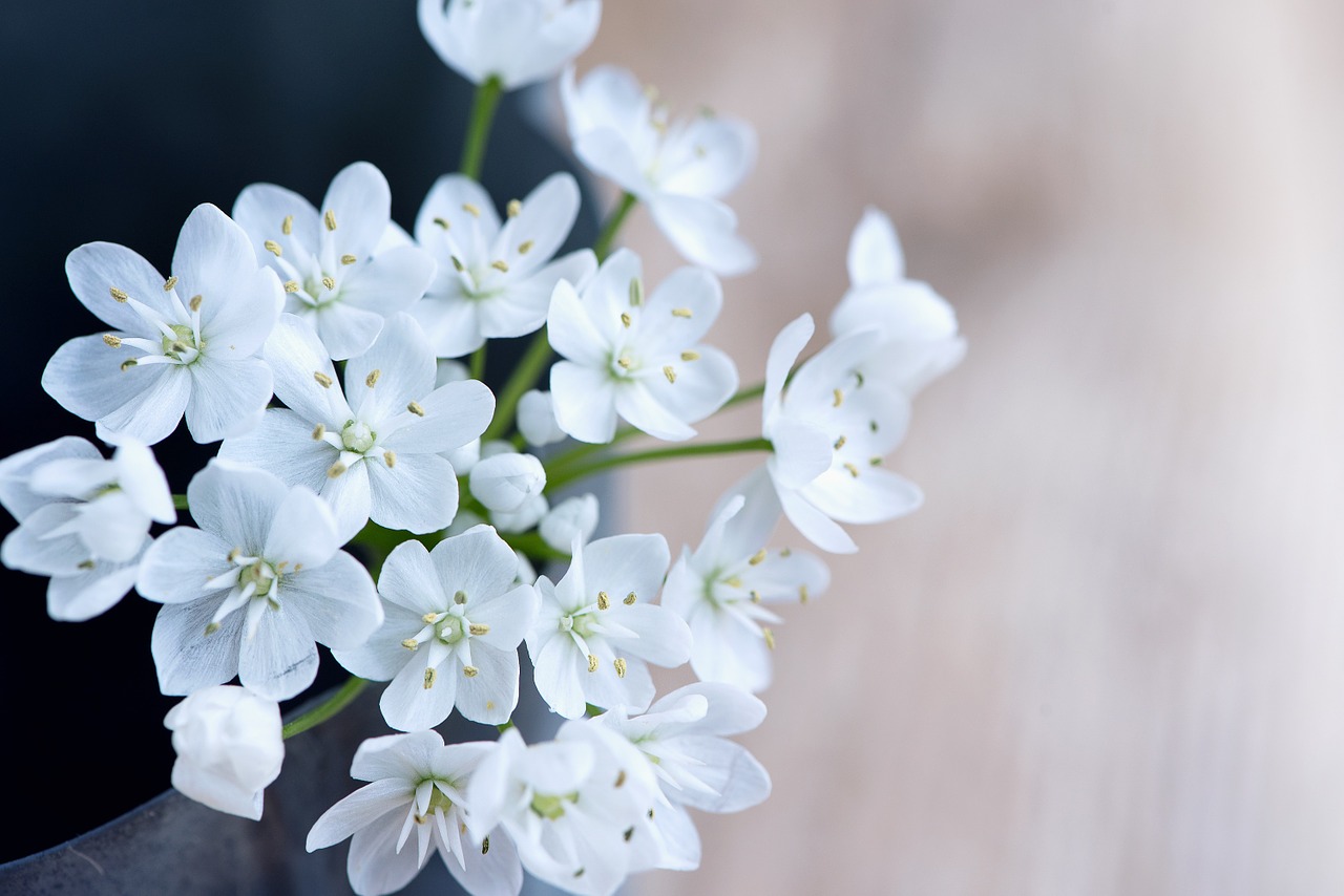 flower flowers white free photo