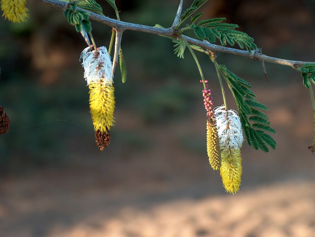 flower tree sand free photo