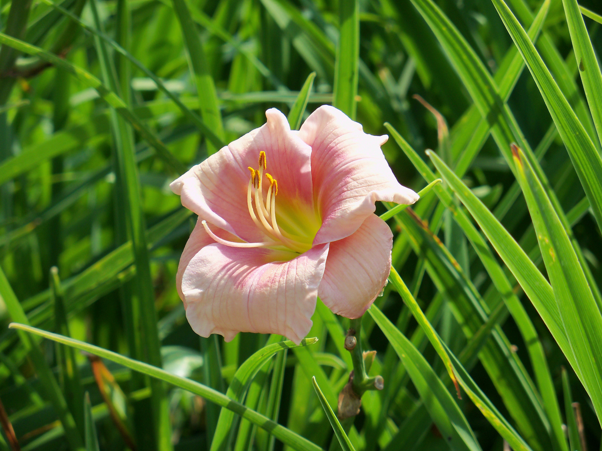 flower flowers plant free photo